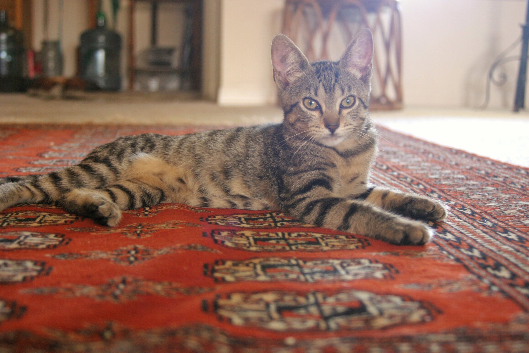 Best Wool Rug for Pets: What to Look for in Pile, Weave, and Colour