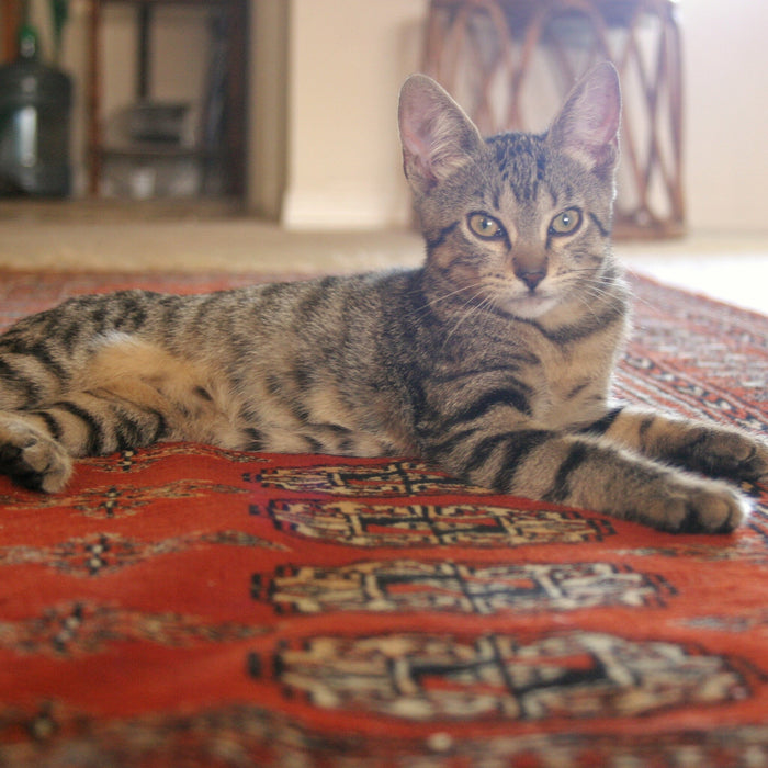 Best Wool Rug for Pets: What to Look for in Pile, Weave, and Colour